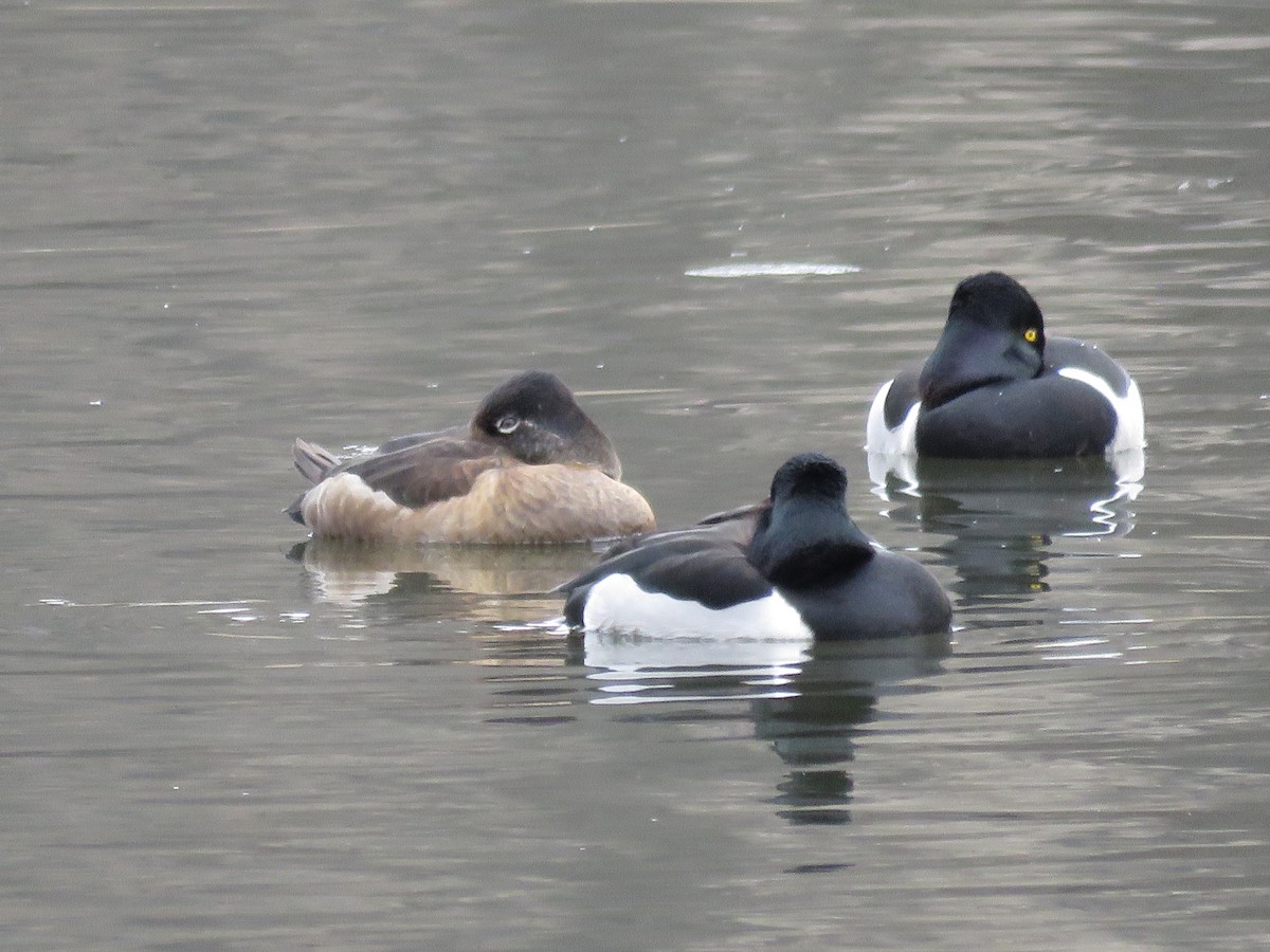 Ring-necked Duck - ML613951645