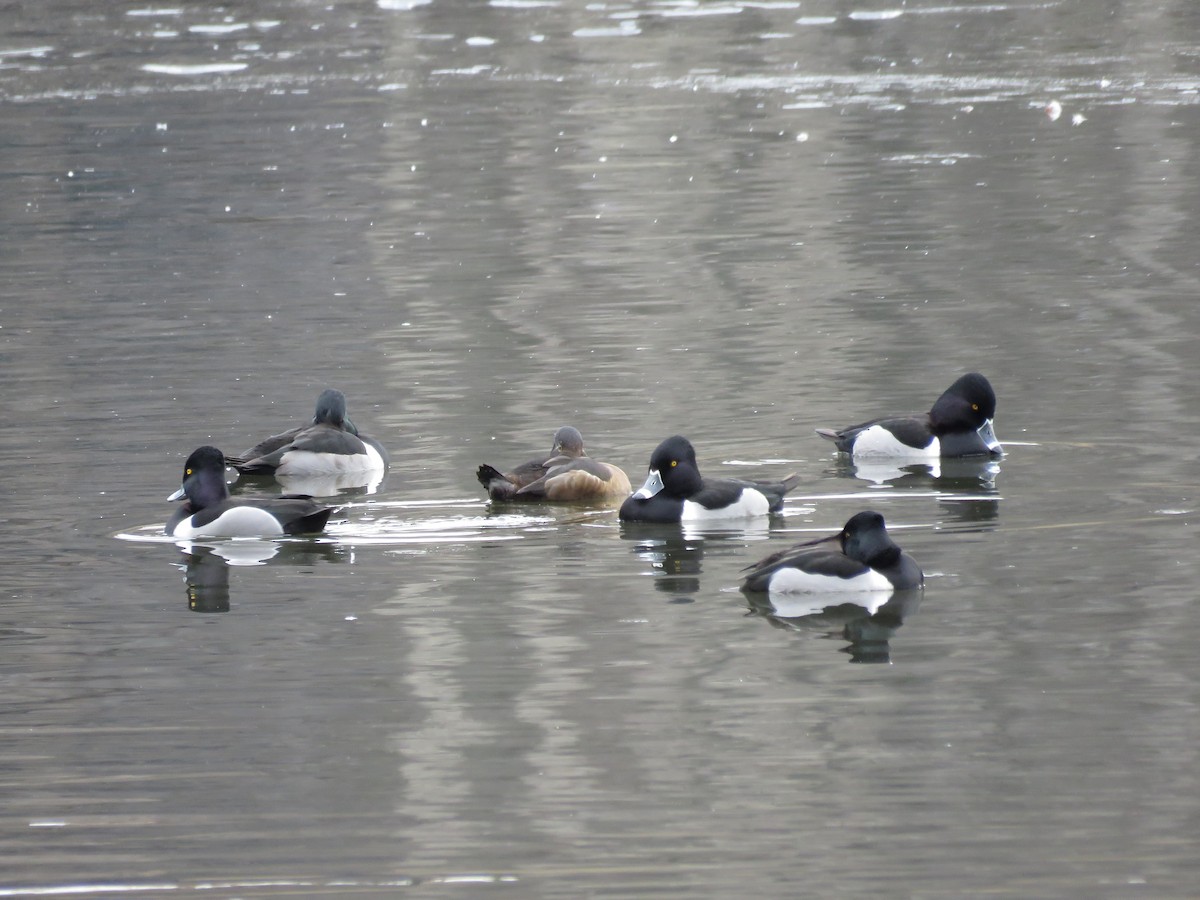 Ring-necked Duck - Clayton  Koonce