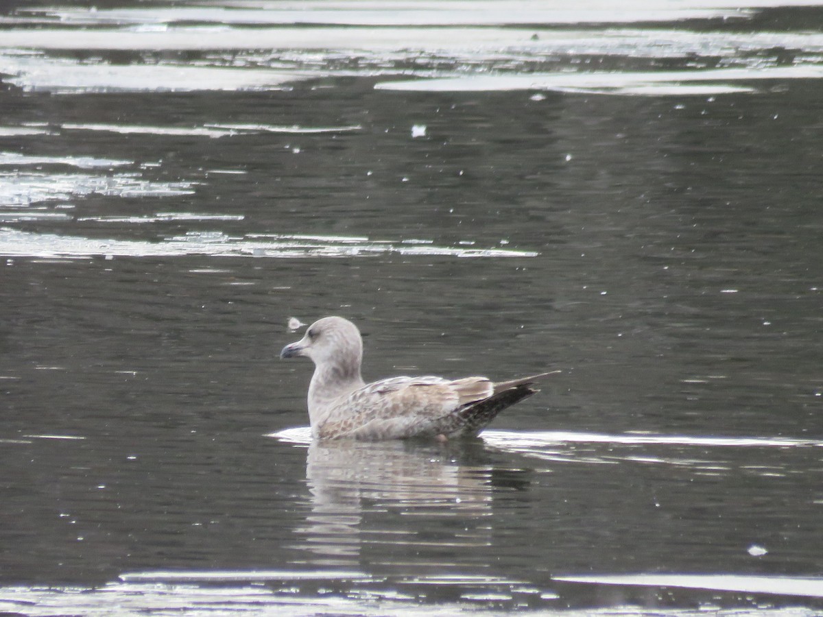 Gaviota Argéntea - ML613951662