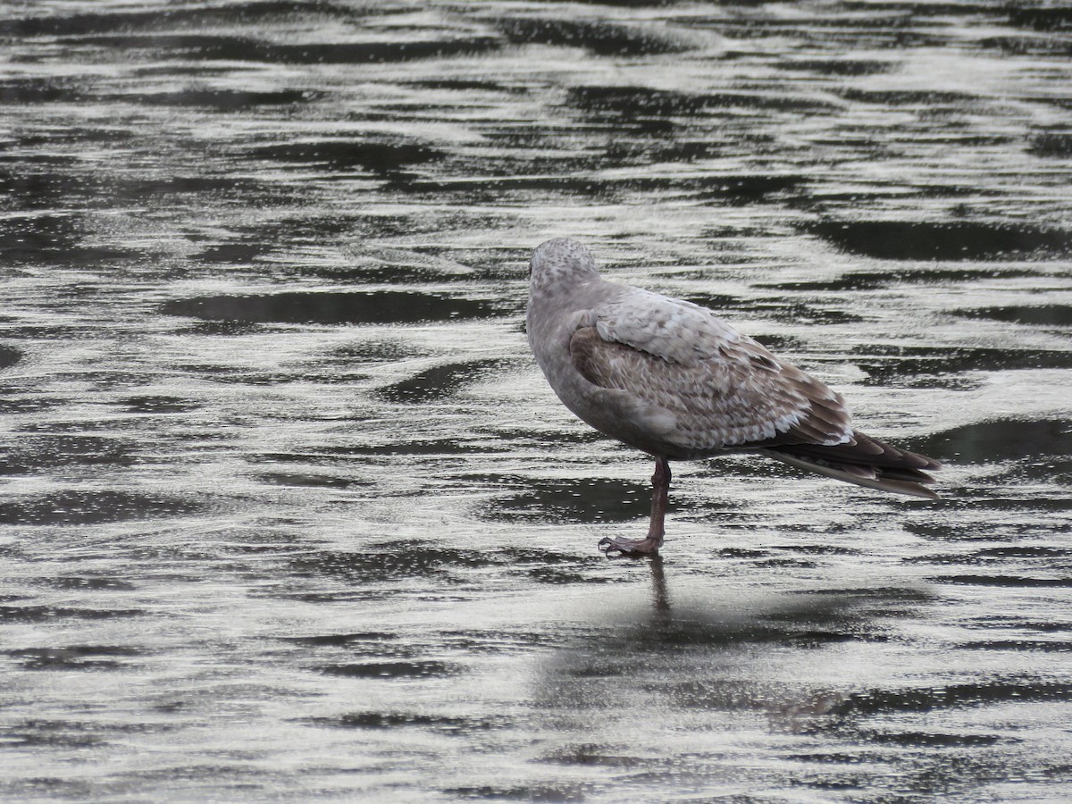 Gaviota Argéntea - ML613951663