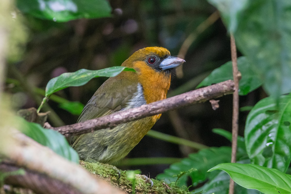 Prong-billed Barbet - ML613951715