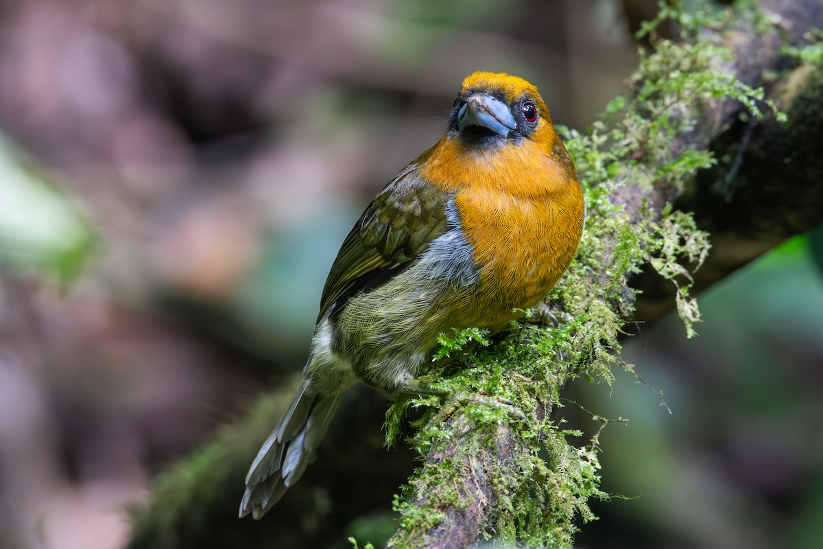 Prong-billed Barbet - ML613951717