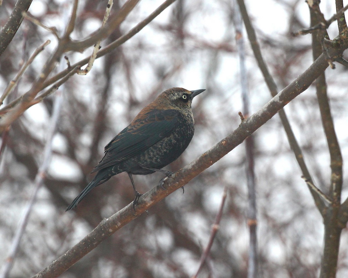 Rusty Blackbird - ML613951765