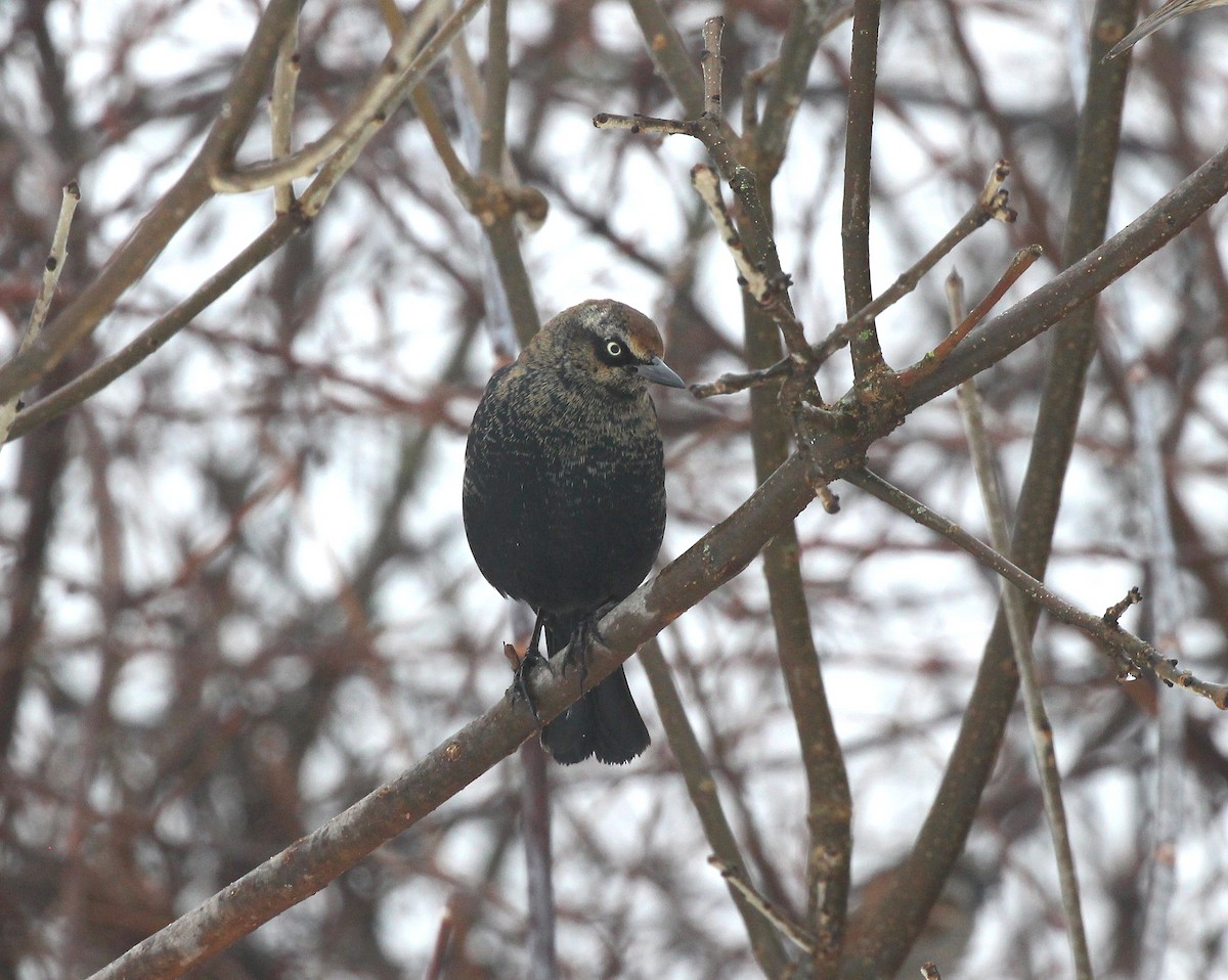 Rusty Blackbird - ML613951766