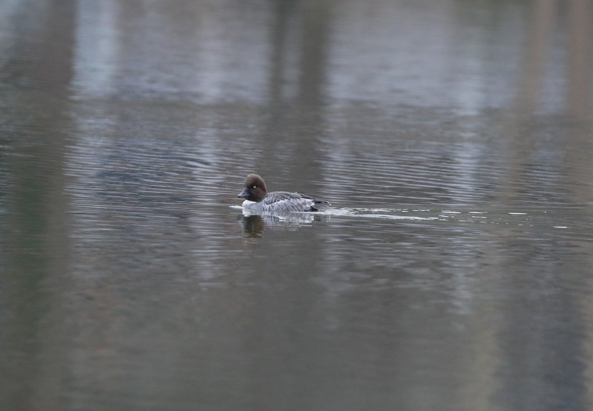 Common Goldeneye - ML613951820