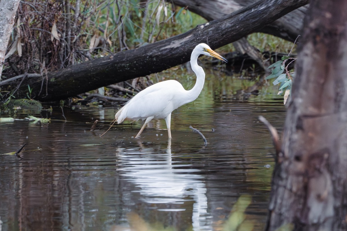 Great Egret - ML613951834