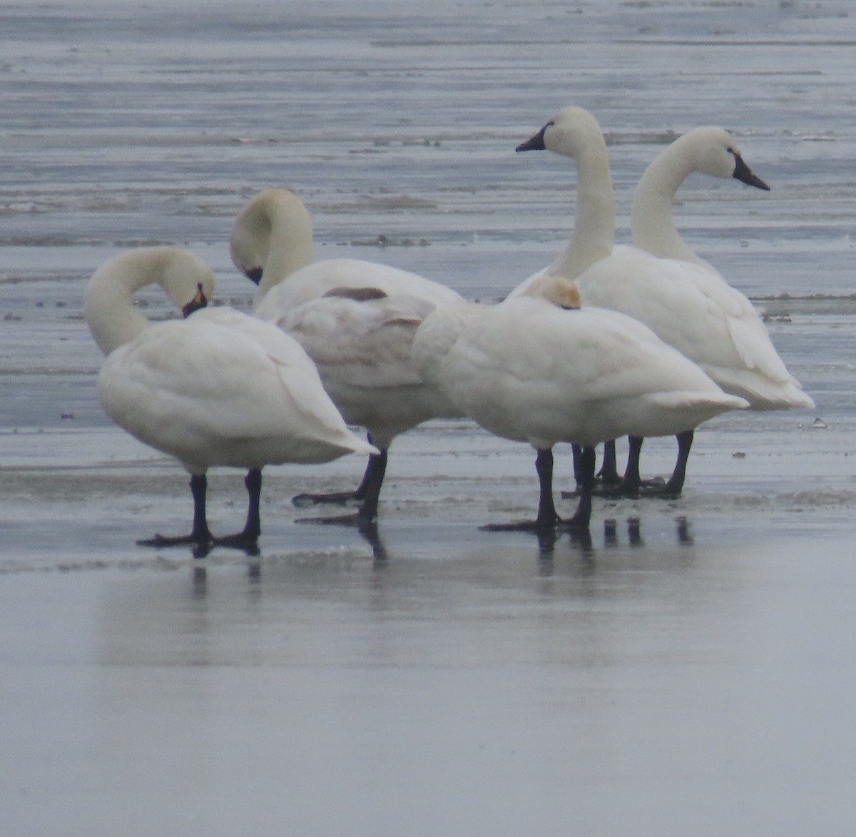 Tundra Swan - ML613951891