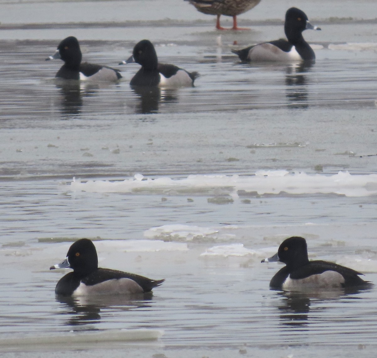 Ring-necked Duck - ML613952037