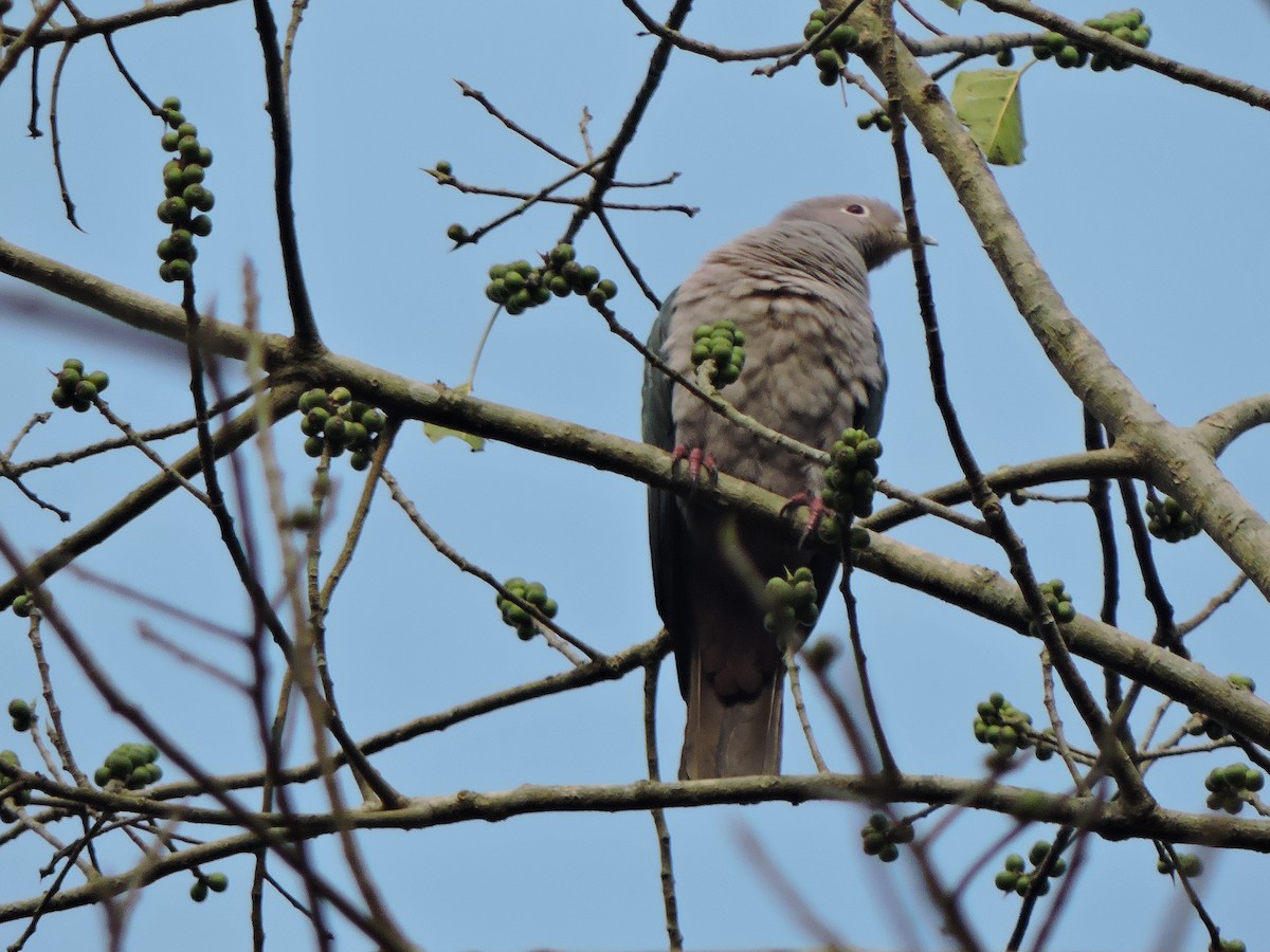 Green Imperial-Pigeon - ML613952167