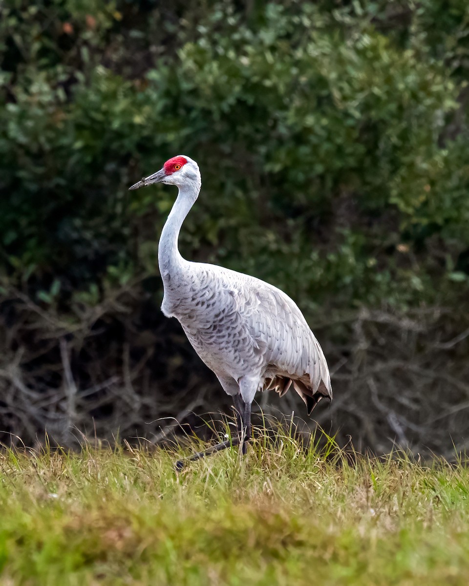 Sandhill Crane - ML613952177