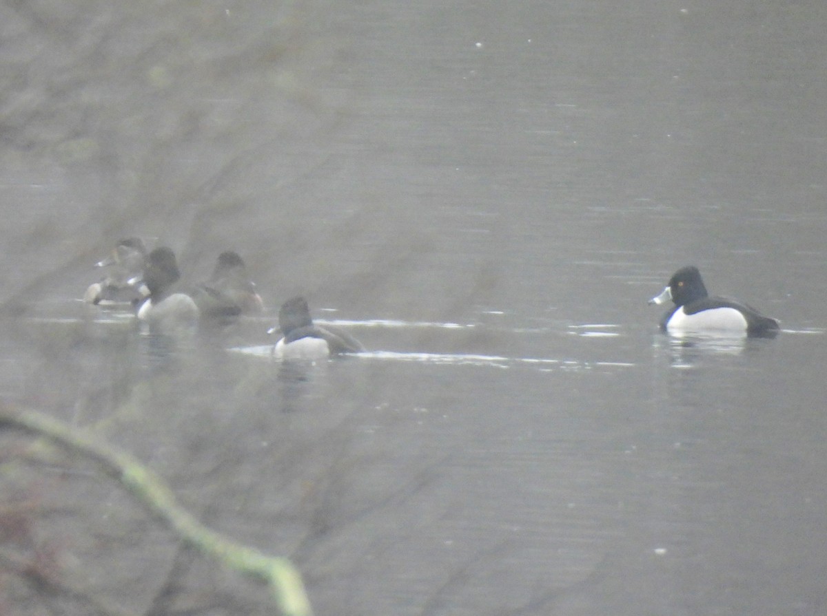 Ring-necked Duck - Jennifer Wilson-Pines