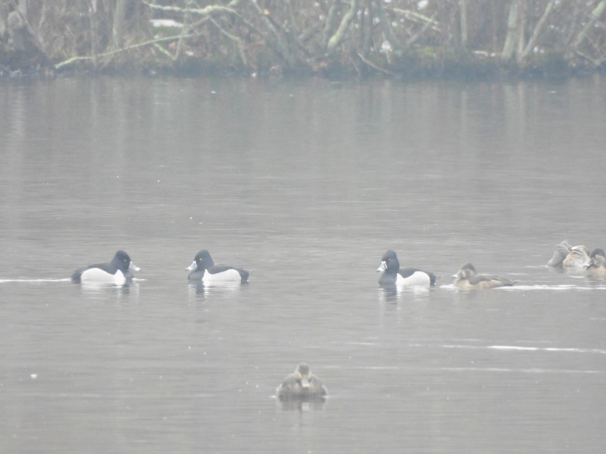 Ring-necked Duck - ML613952215