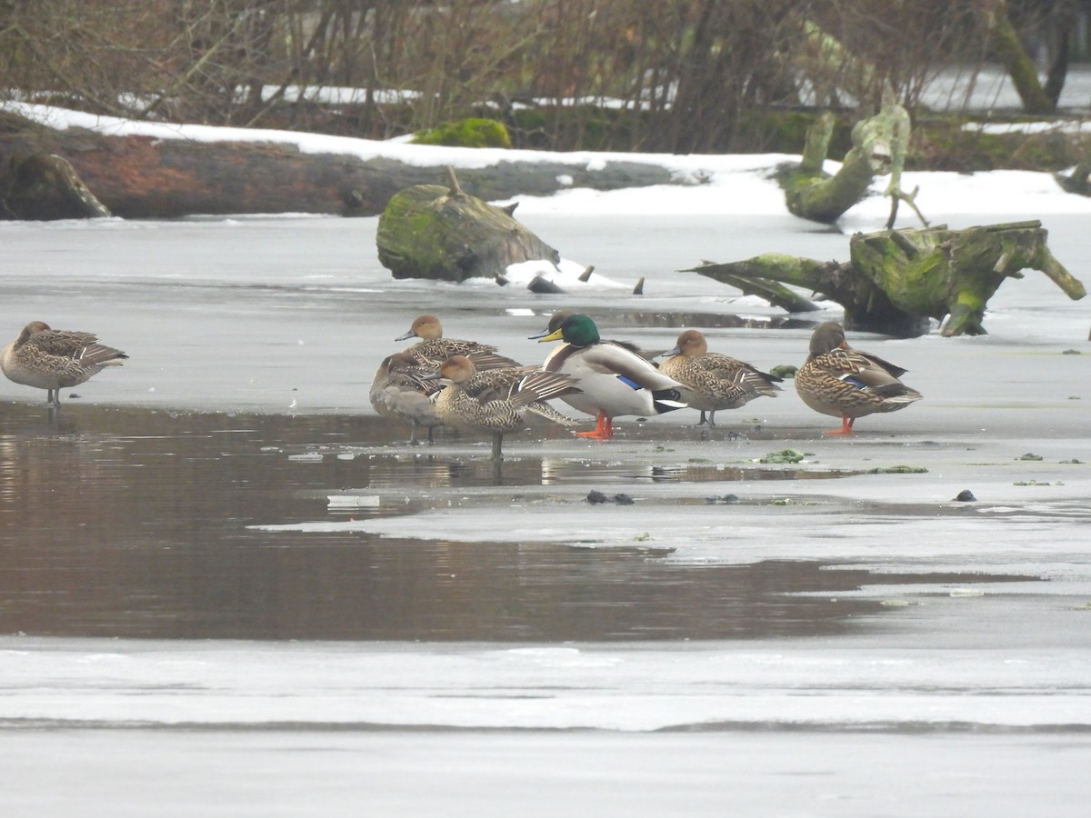 Northern Pintail - ML613952239