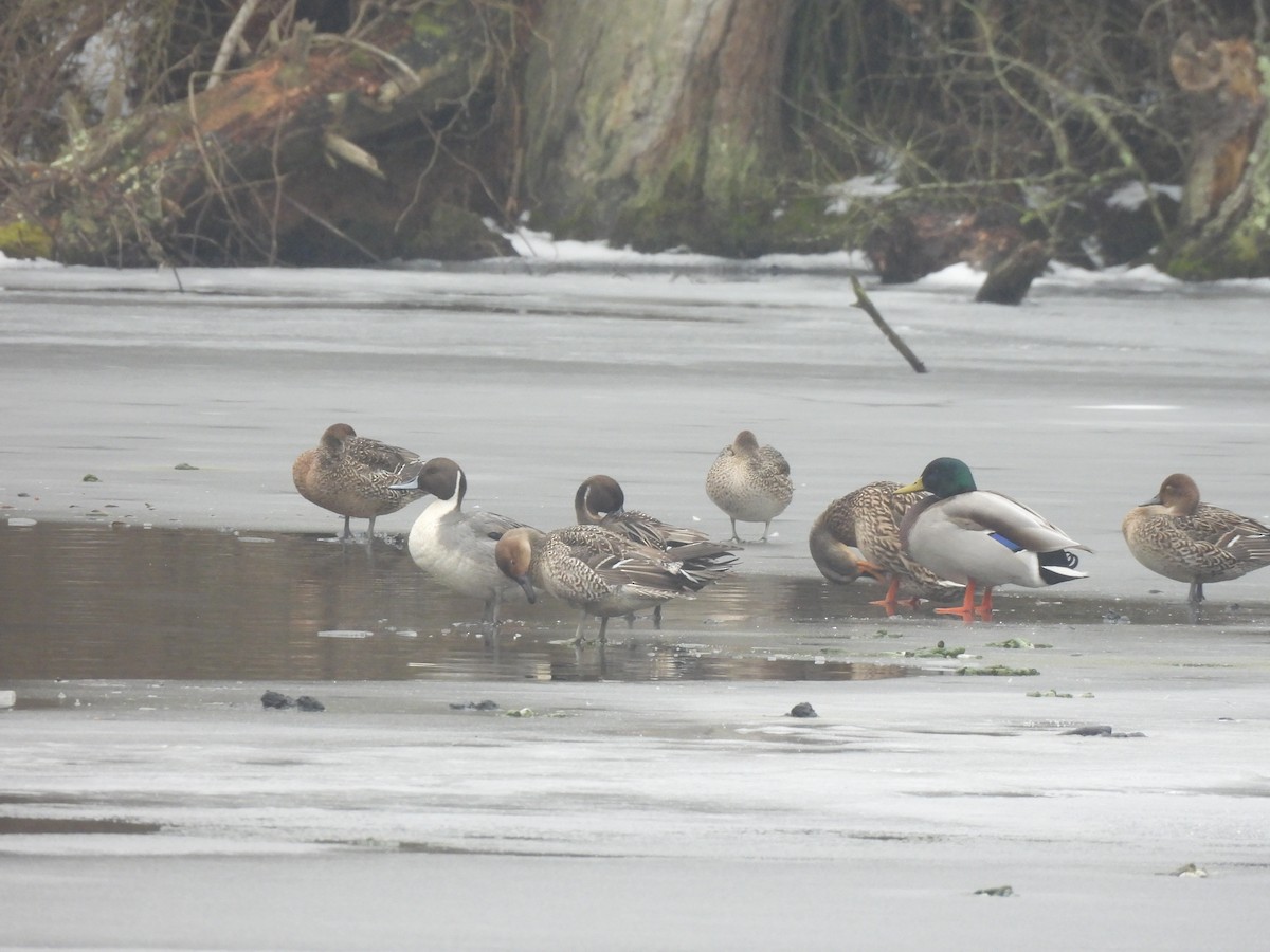 Northern Pintail - ML613952240