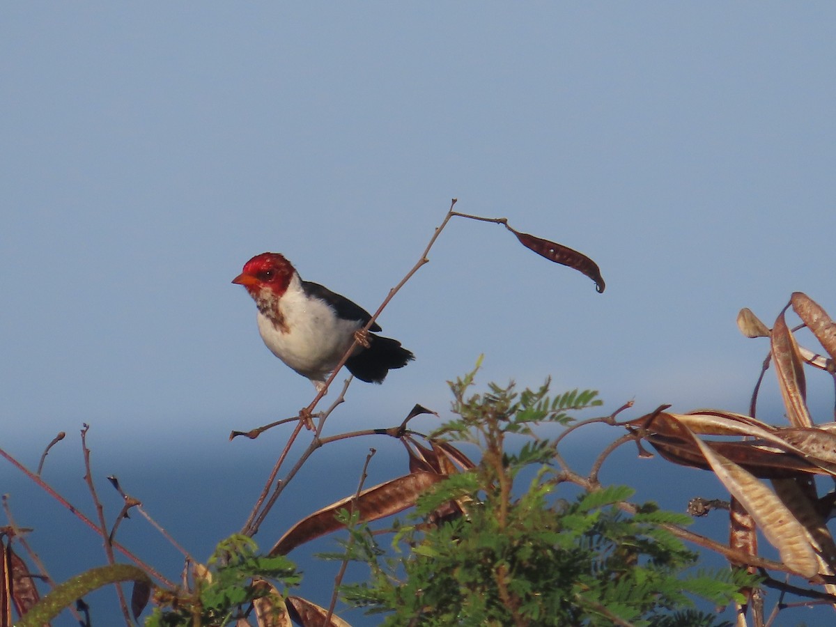 Yellow-billed Cardinal - ML613952242