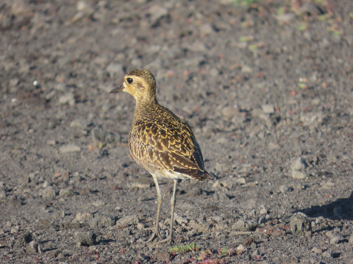 Pacific Golden-Plover - ML613952255