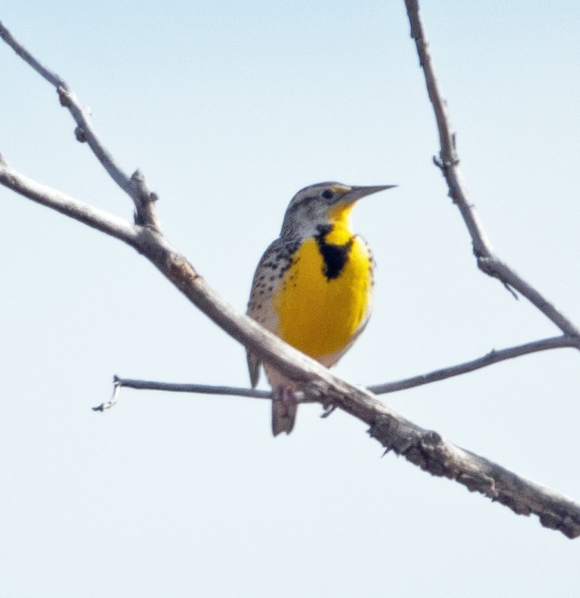 Western Meadowlark - Dale Pate