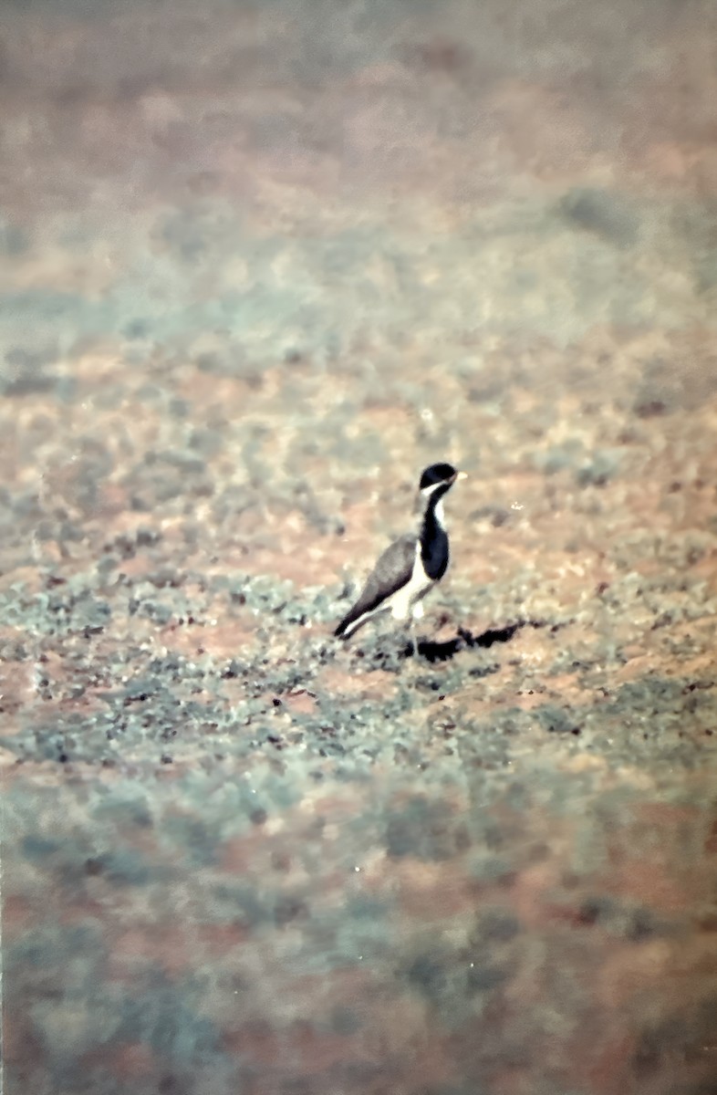 Banded Lapwing - ML613952361