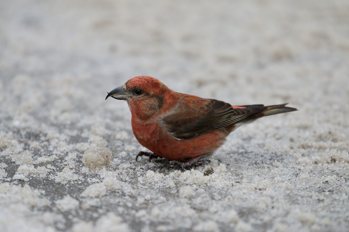 Red Crossbill (Douglas-fir or type 4) - David and Regan Goodyear