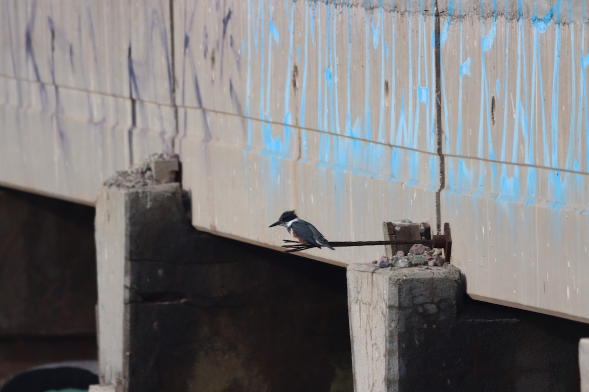 Belted Kingfisher - Juan Gonzalez