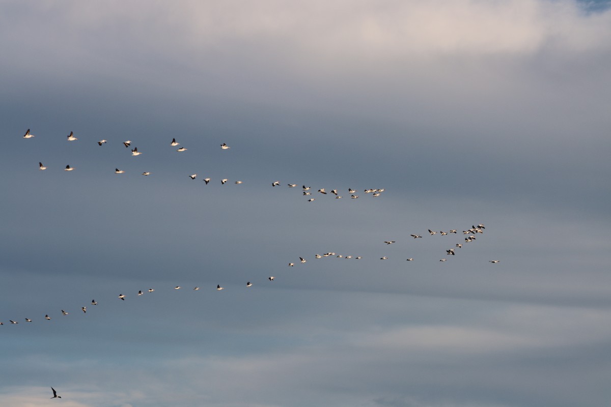 American White Pelican - ML613952459