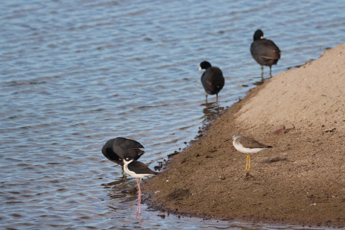 Greater Yellowlegs - Juan Gonzalez