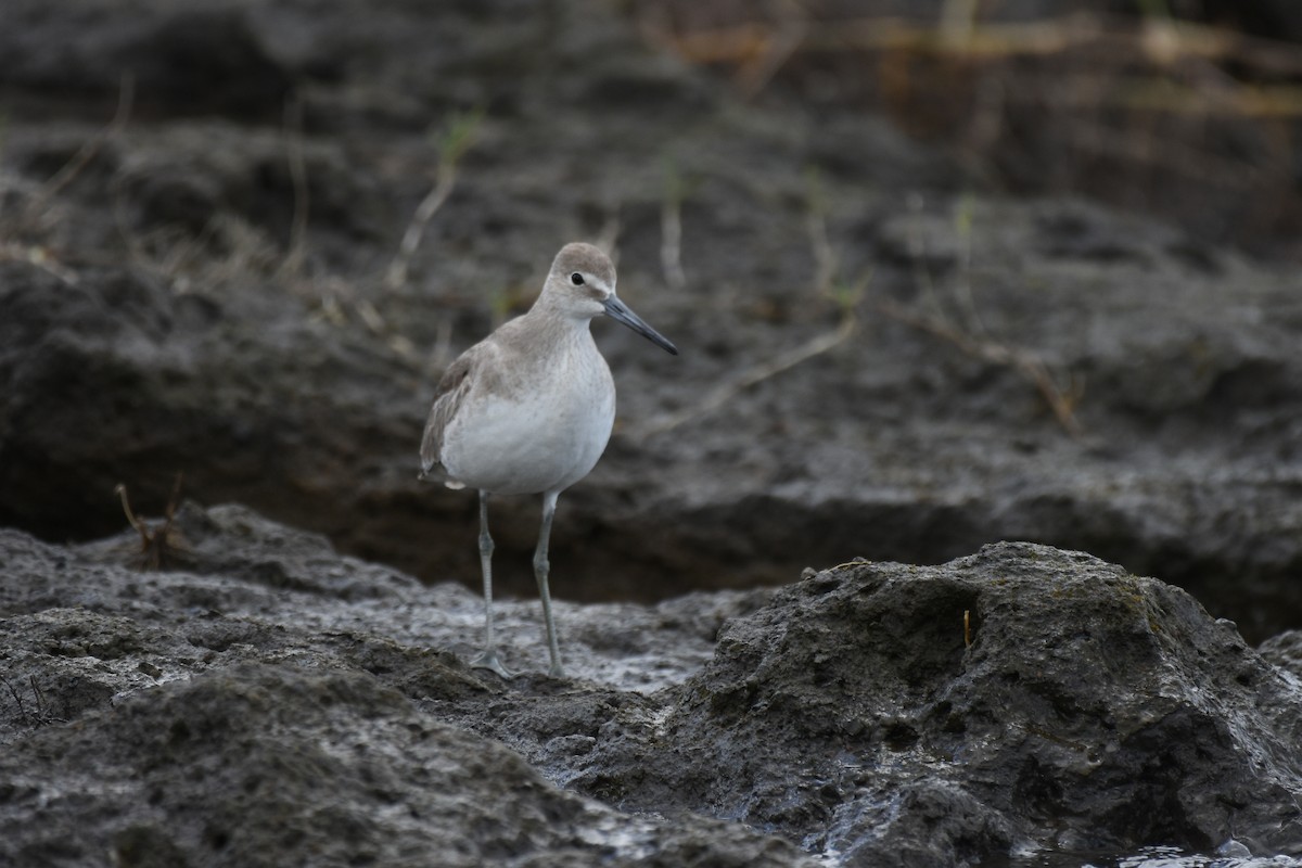 vodouš břehoušovitý - ML613952486
