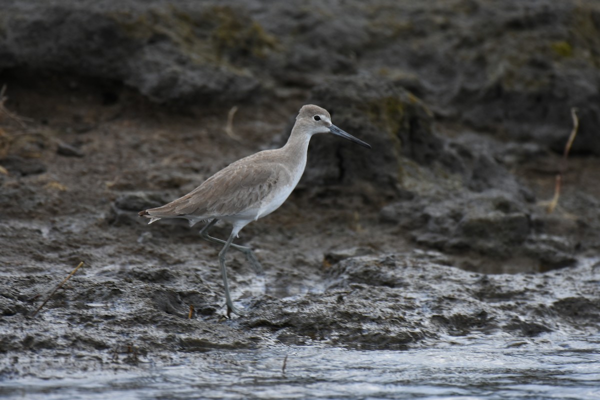 vodouš břehoušovitý - ML613952487