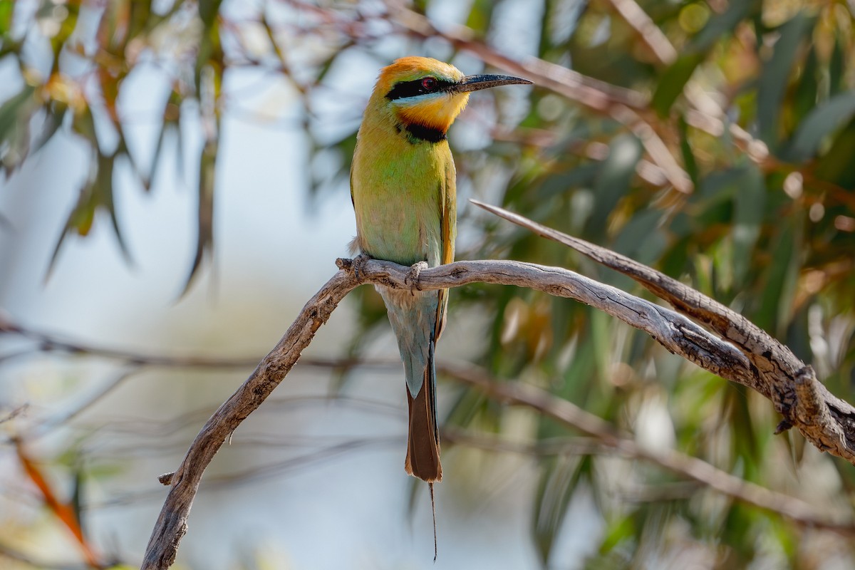 Rainbow Bee-eater - ML613952494