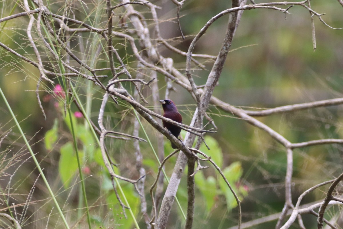 Varied Bunting - ML613952526