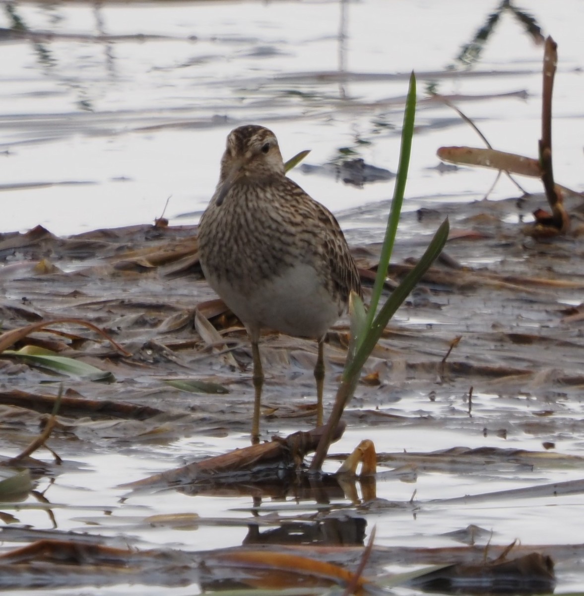 Graubrust-Strandläufer - ML613952561