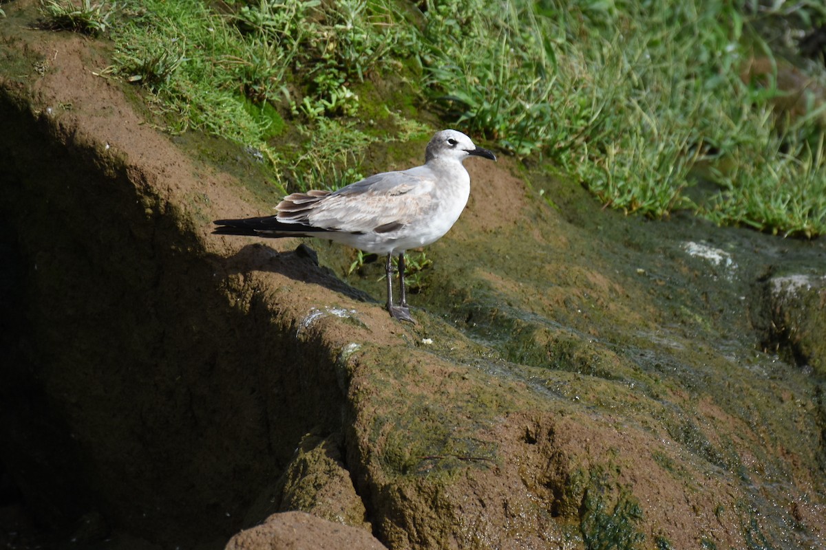 racek karibský - ML613952590