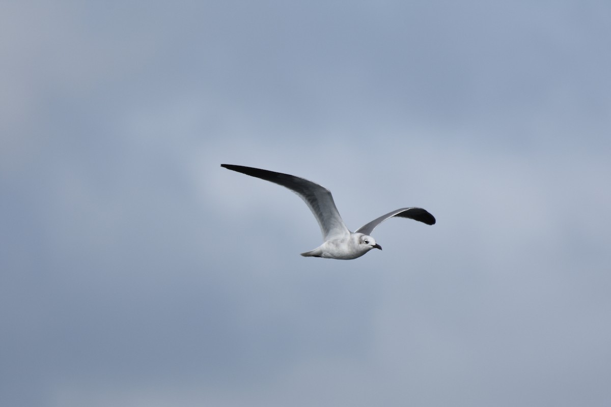 racek karibský - ML613952591