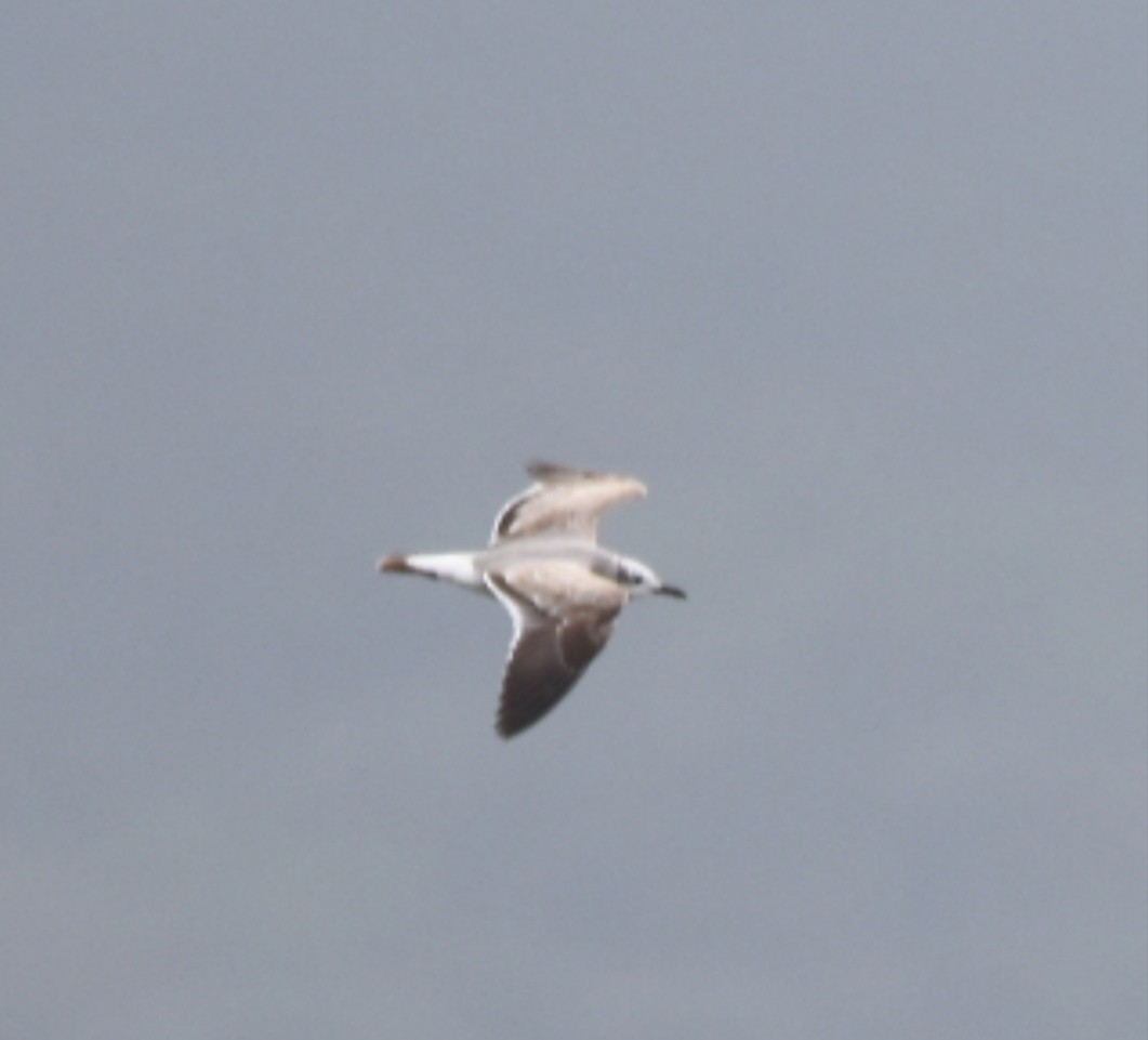 racek karibský - ML613952592