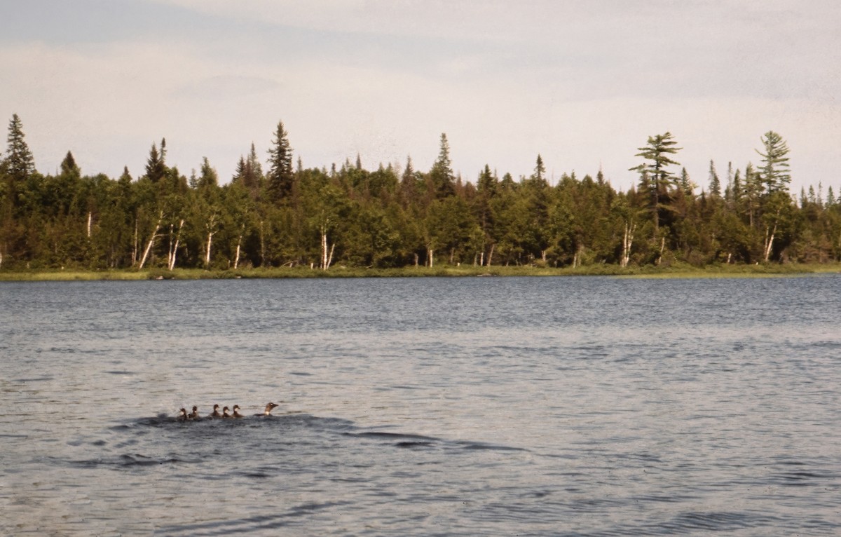 Common Loon - ML613952598