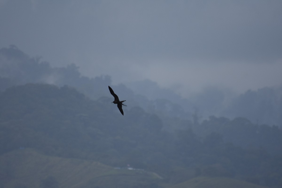 fregatka vznešená - ML613952632