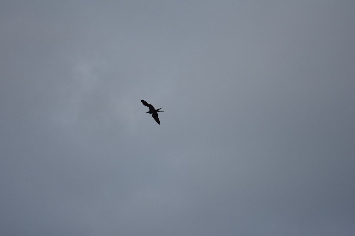 fregatka vznešená - ML613952633