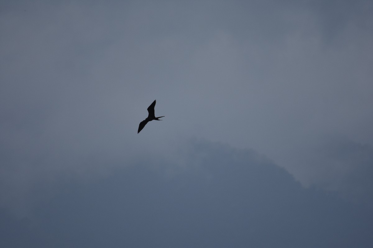 fregatka vznešená - ML613952634