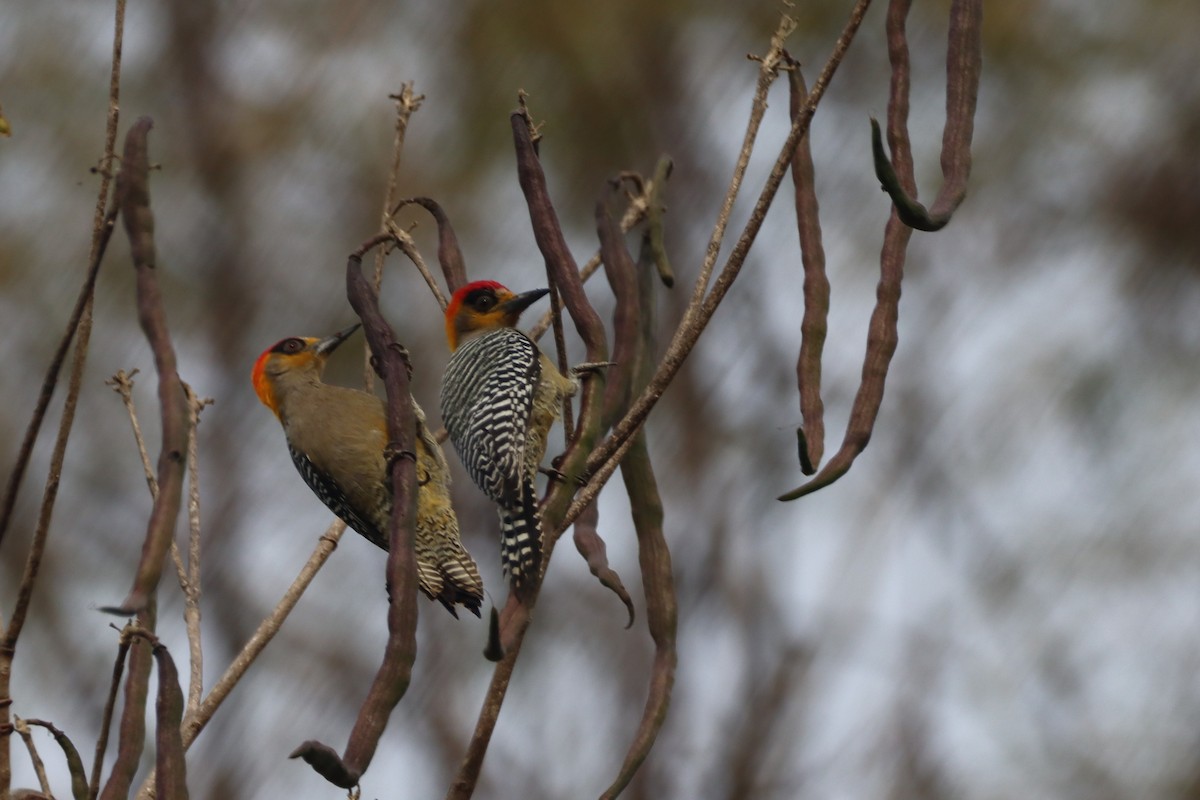 Golden-cheeked Woodpecker - Juan Gonzalez