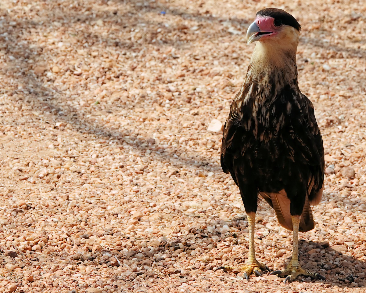 Crested Caracara - Marie Ostrander