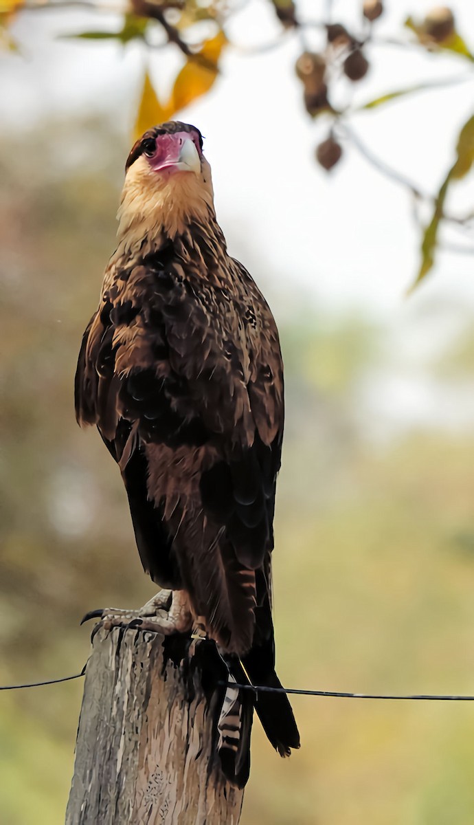 Caracara huppé - ML613952651