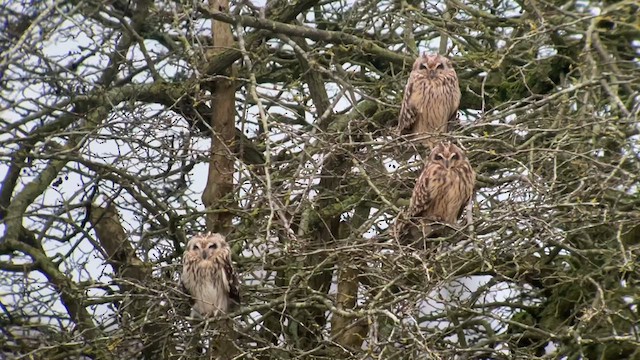 Short-eared Owl - ML613952760