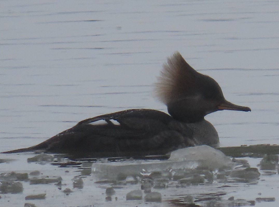 Hooded Merganser - ML613952786