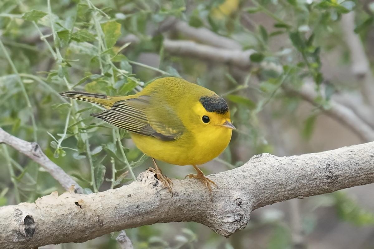 Wilson's Warbler - Dave Jurasevich