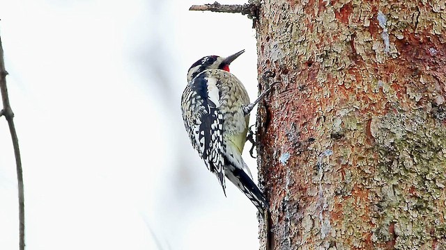 Yellow-bellied Sapsucker - ML613952821