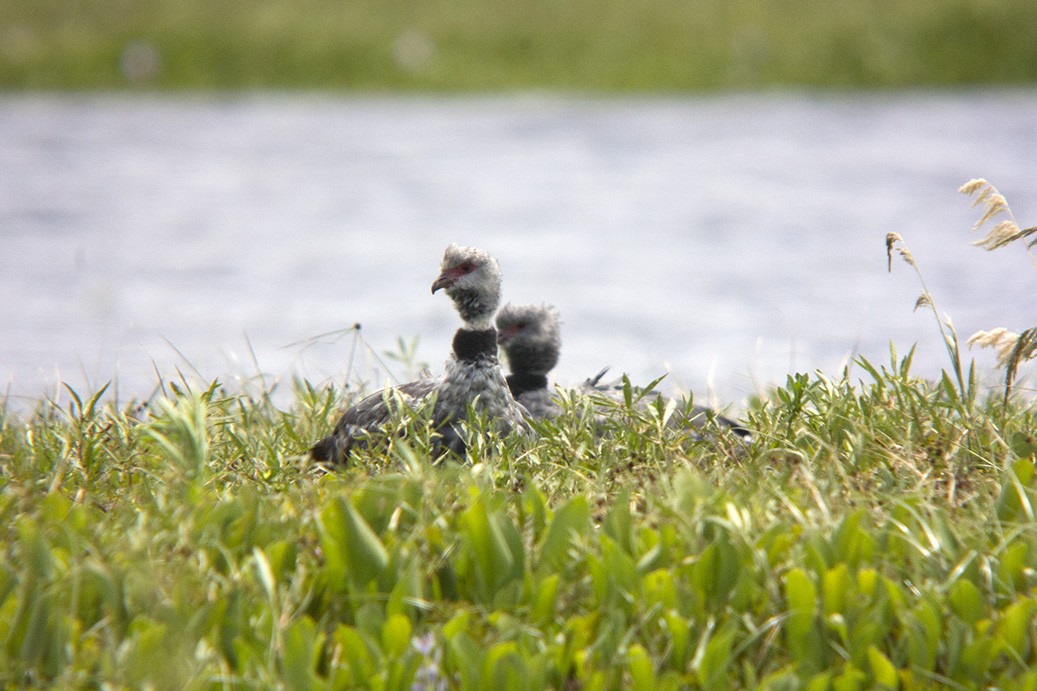 Southern Screamer - ML613952863