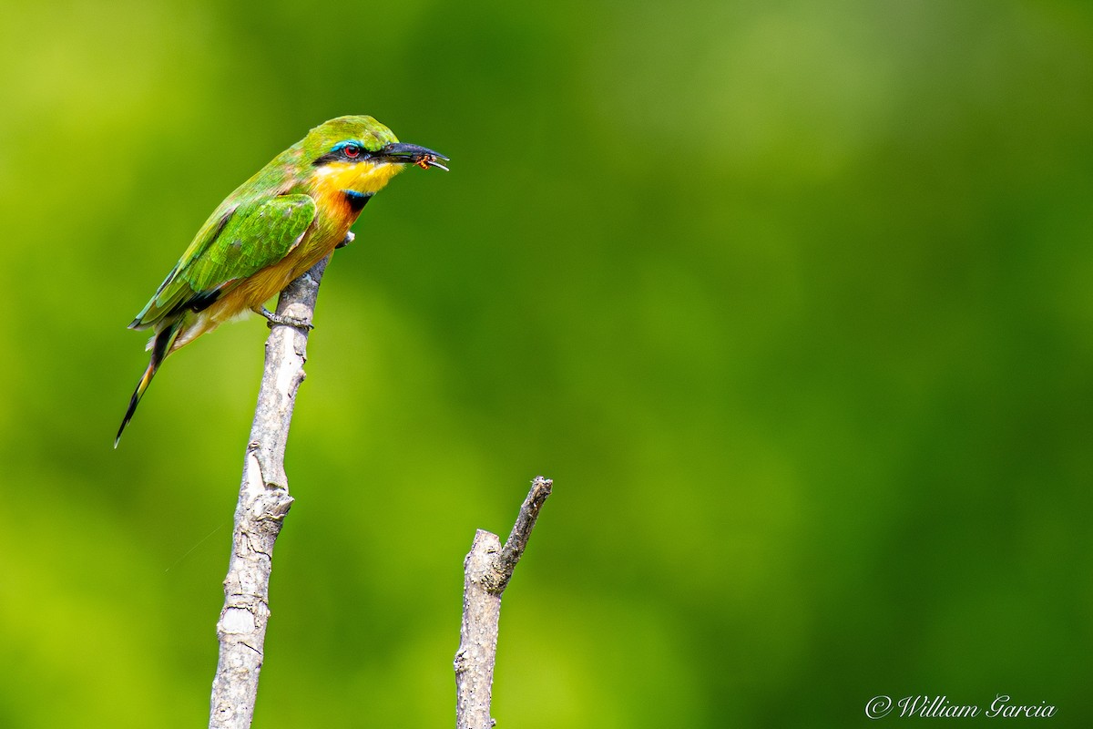 Little Bee-eater - ML613952952