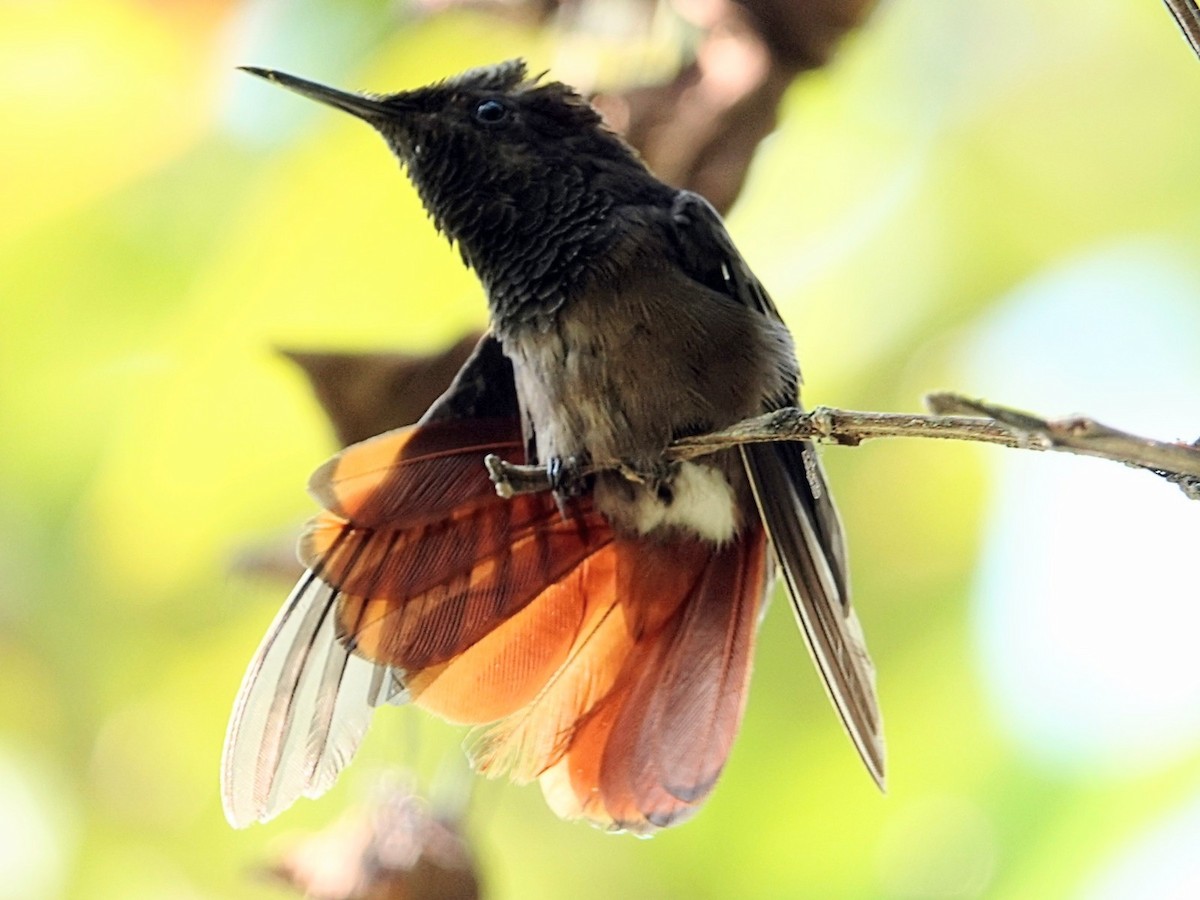 Ruby-topaz Hummingbird - ML613953004