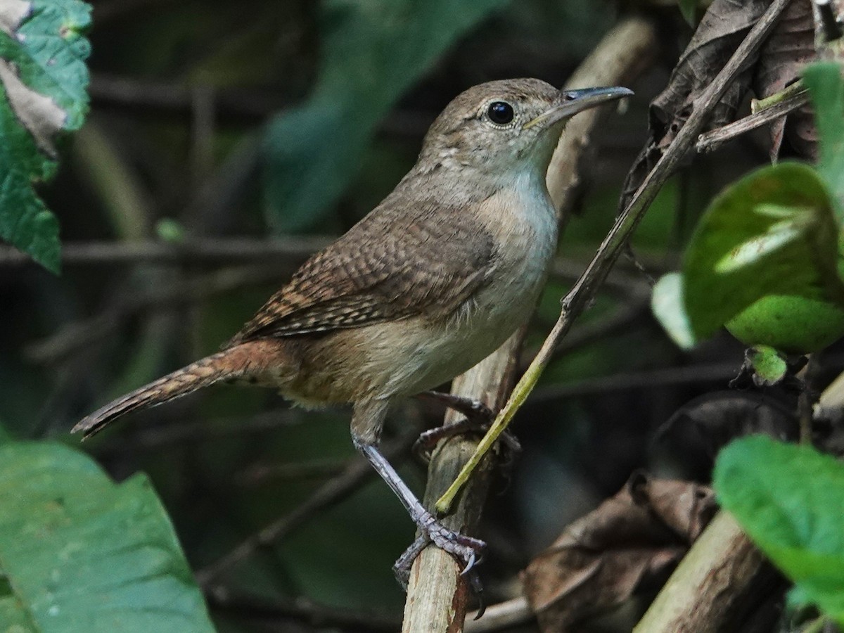 House Wren - ML613953051