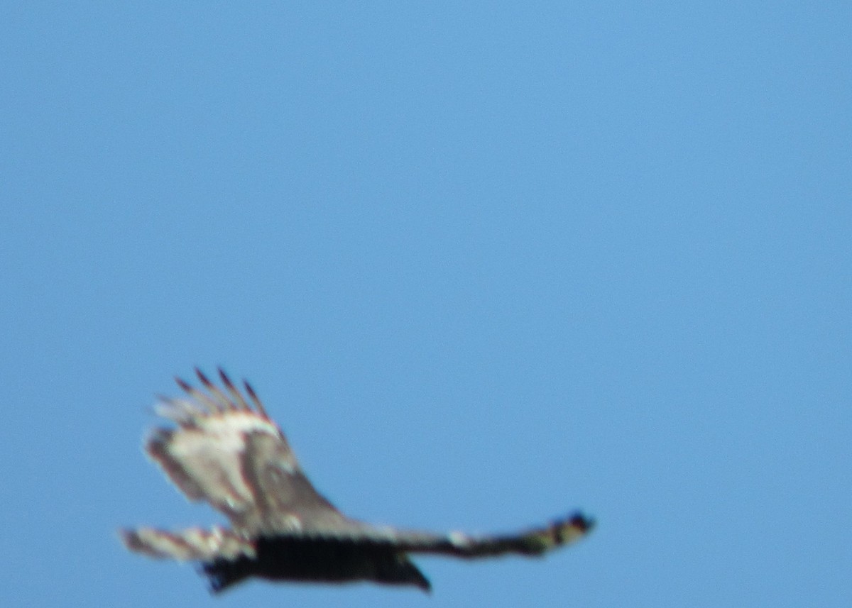 Águila Coronada - ML613953230